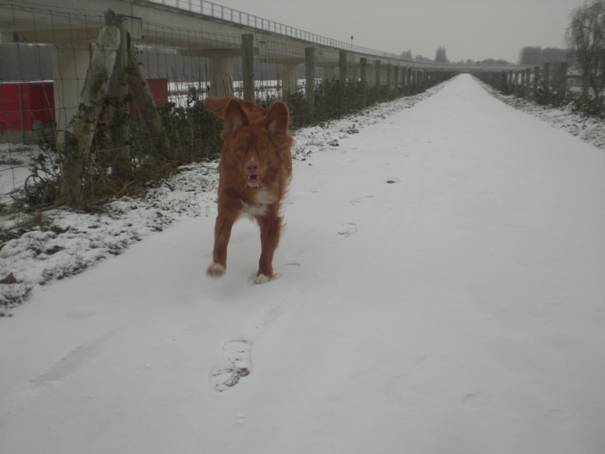 20101202 Benji in de sneeuw 013.jpg