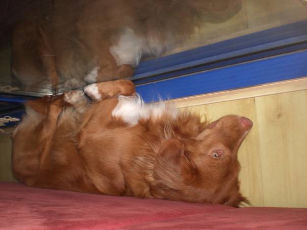 20110914 Benji thuis 005.jpg