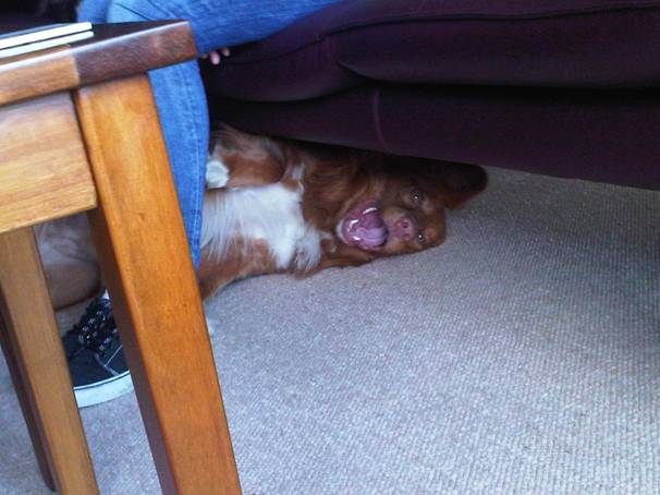 benji under the couch '.jpg